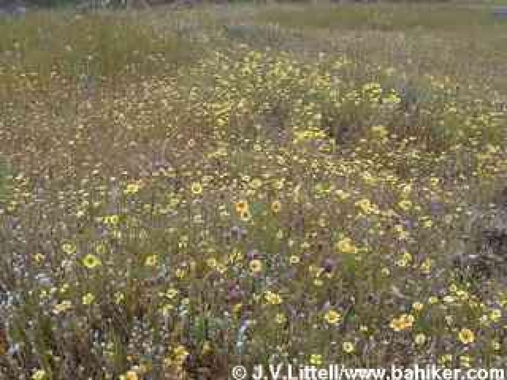 Spring flowers