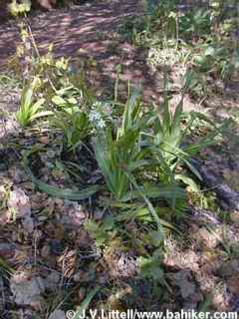 Fremont's camas photo