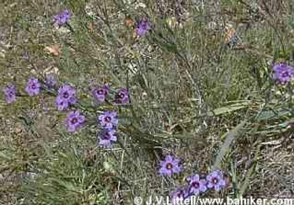 Blue-eyed grass photo