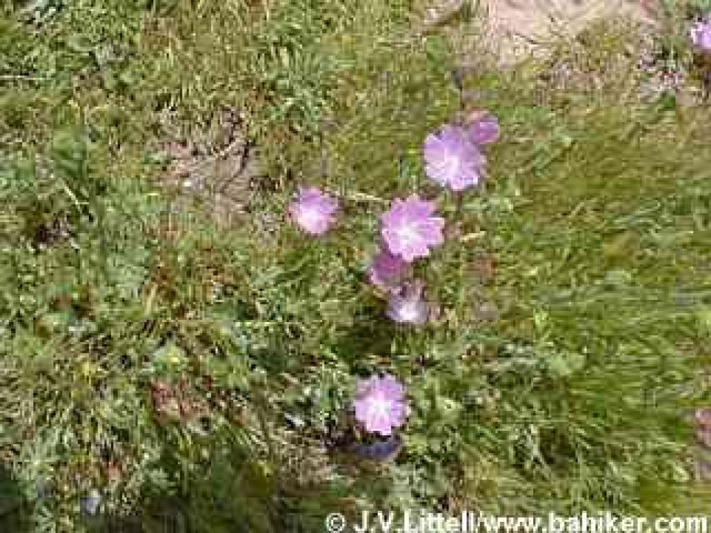 Checker-bloom photo