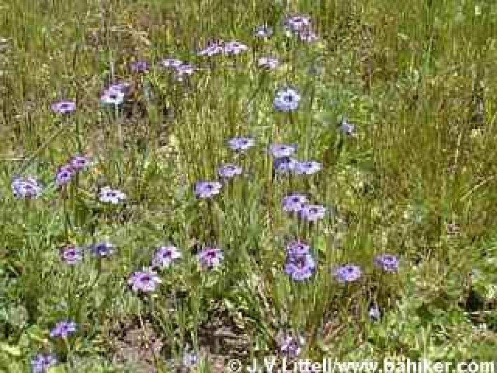 Blue-eyed grass photo