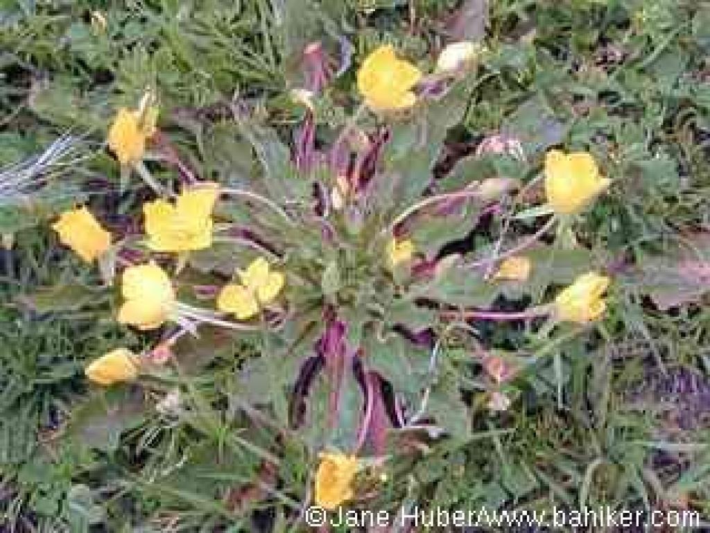 Suncups