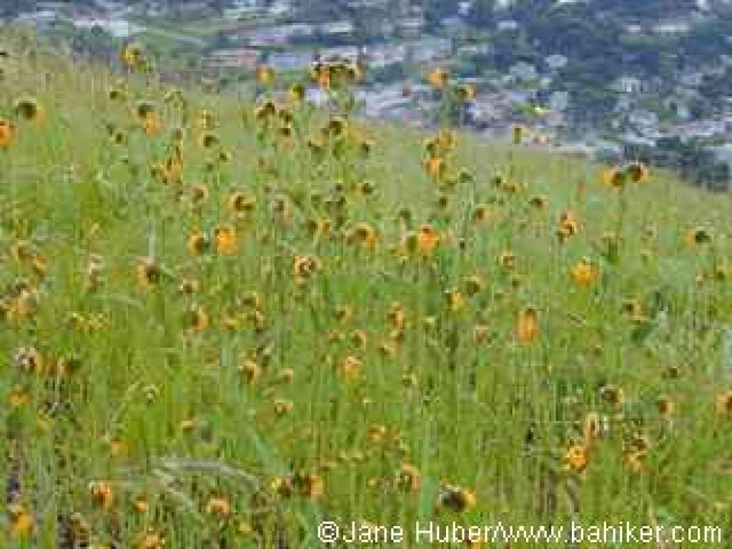 Fiddlenecks