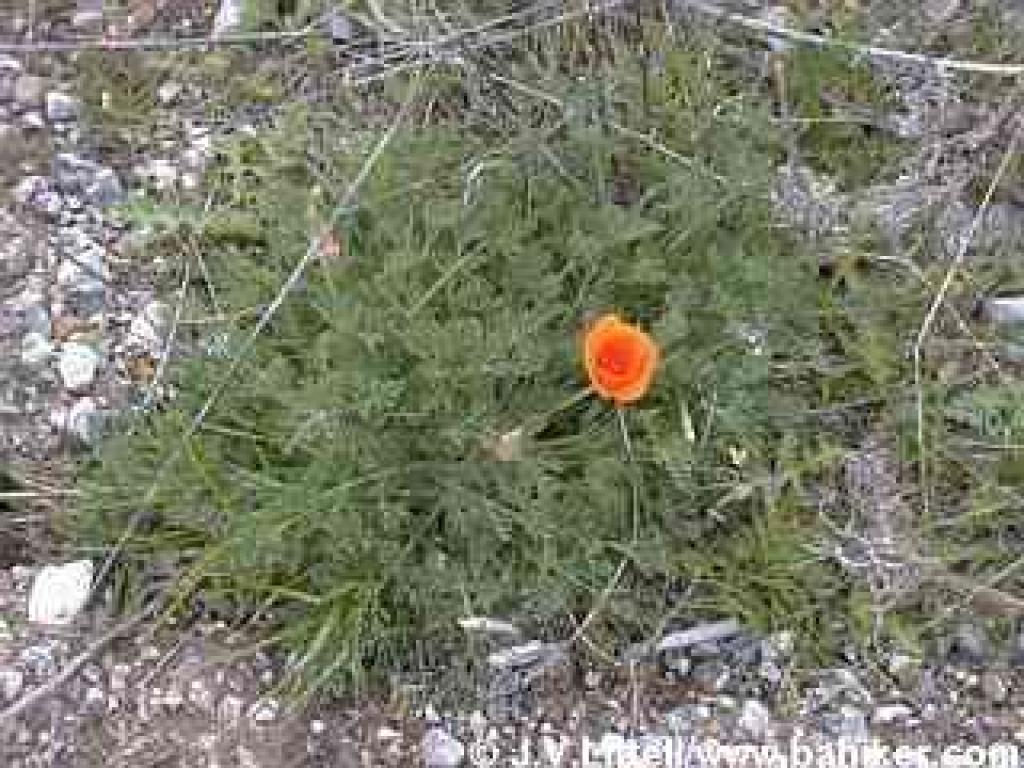 Poppy photo