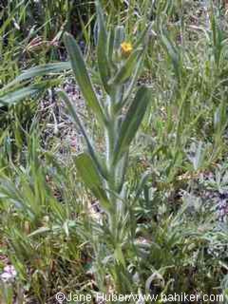 Fiddlenecks