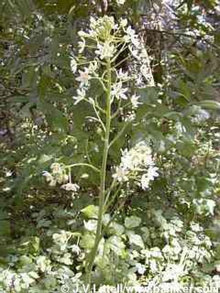 Fremont's camas photo