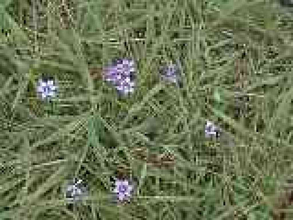 Blue-eyed grass