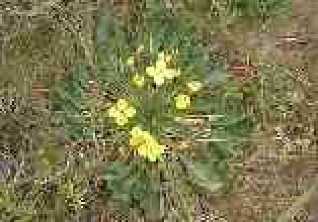 Suncups