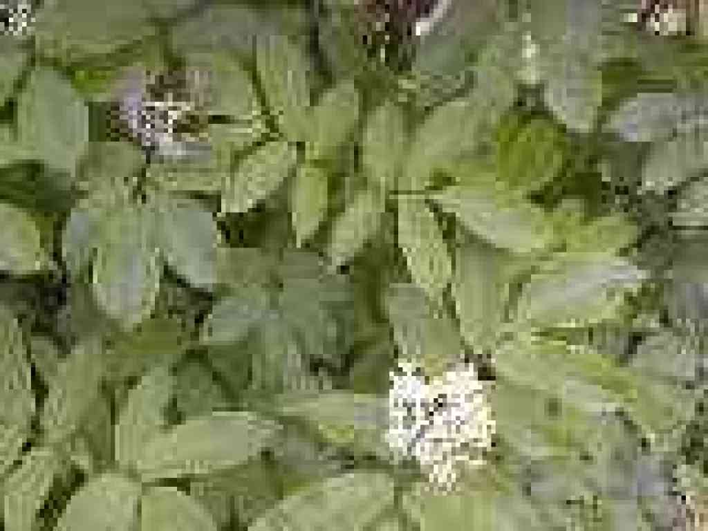 Elderberry