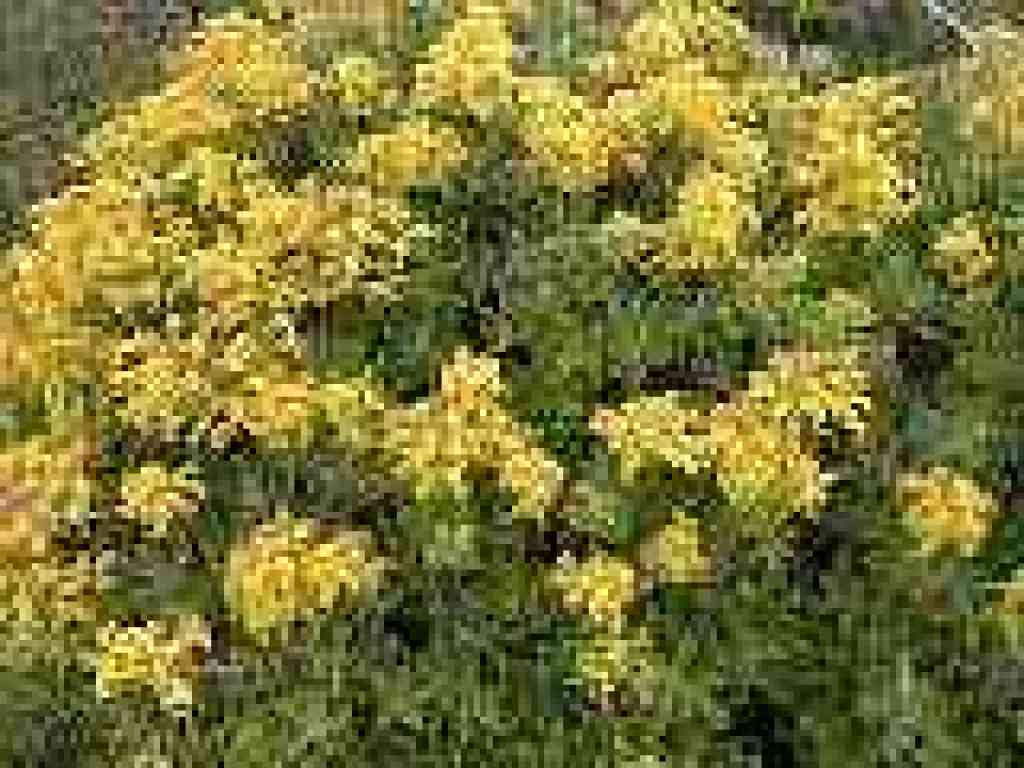 Stonecrop