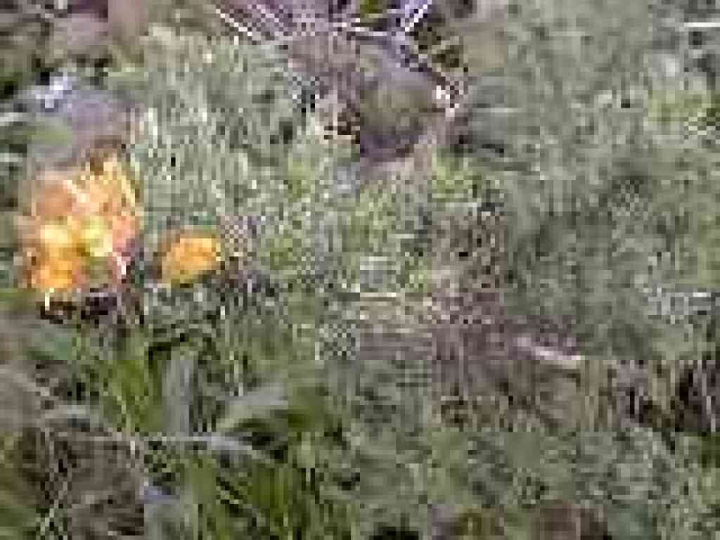 Unknown plant