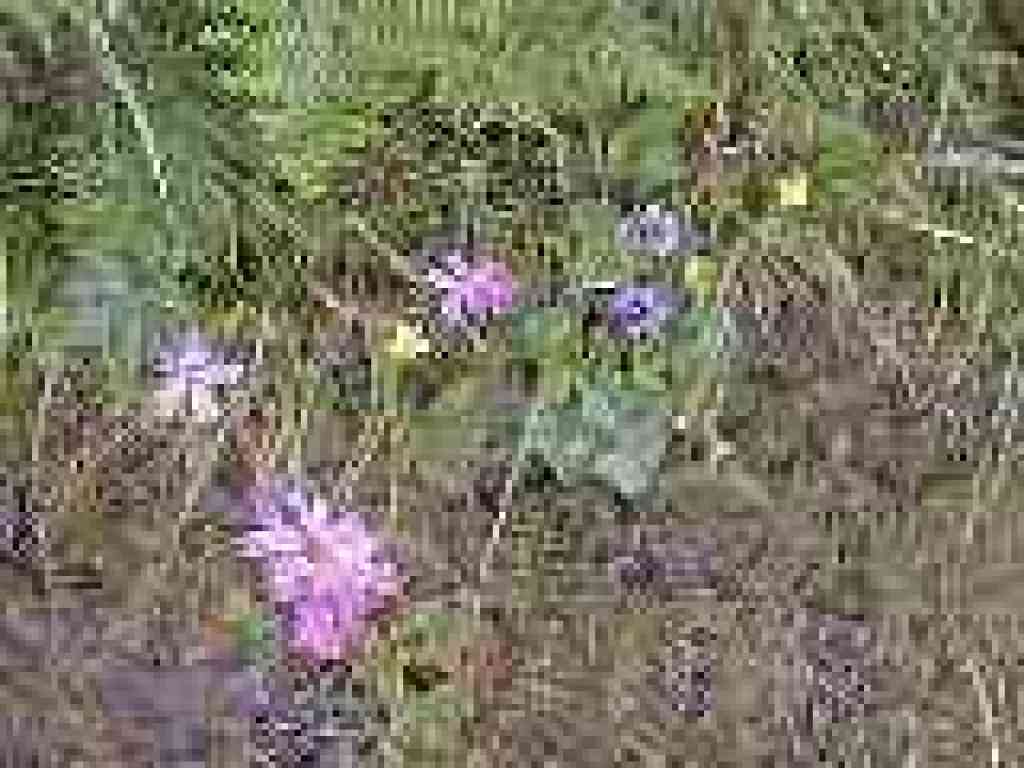Spring flower sampler
