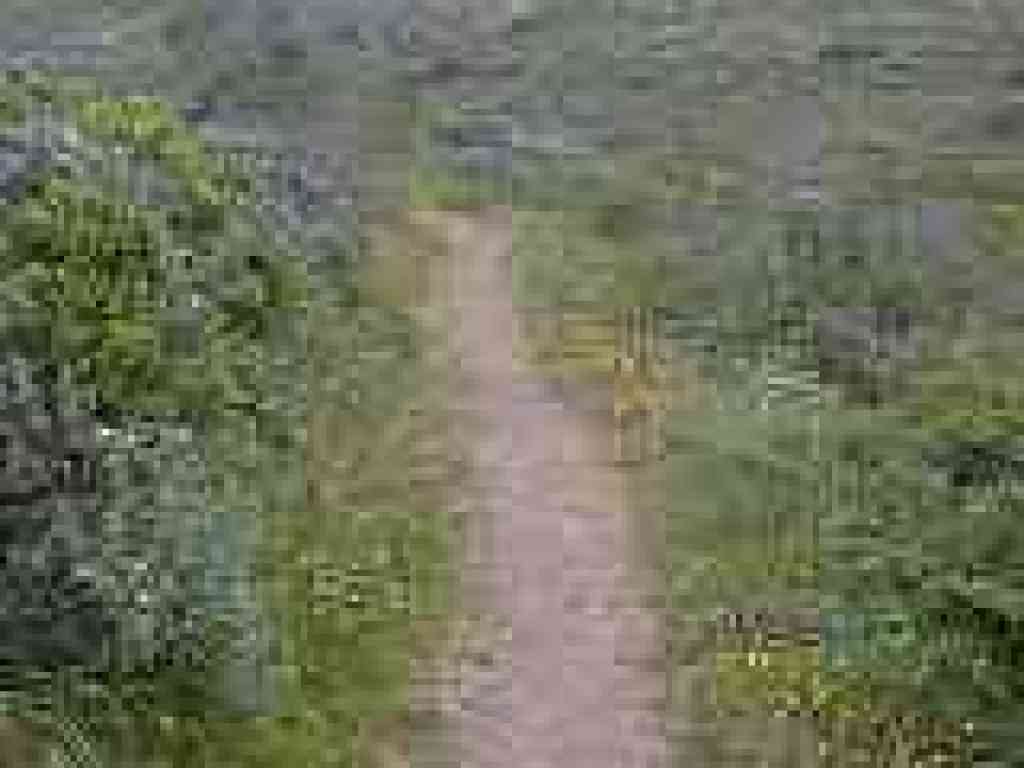 Trail, lined with flowers