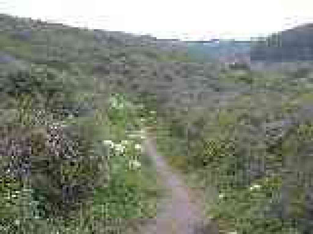 Trail