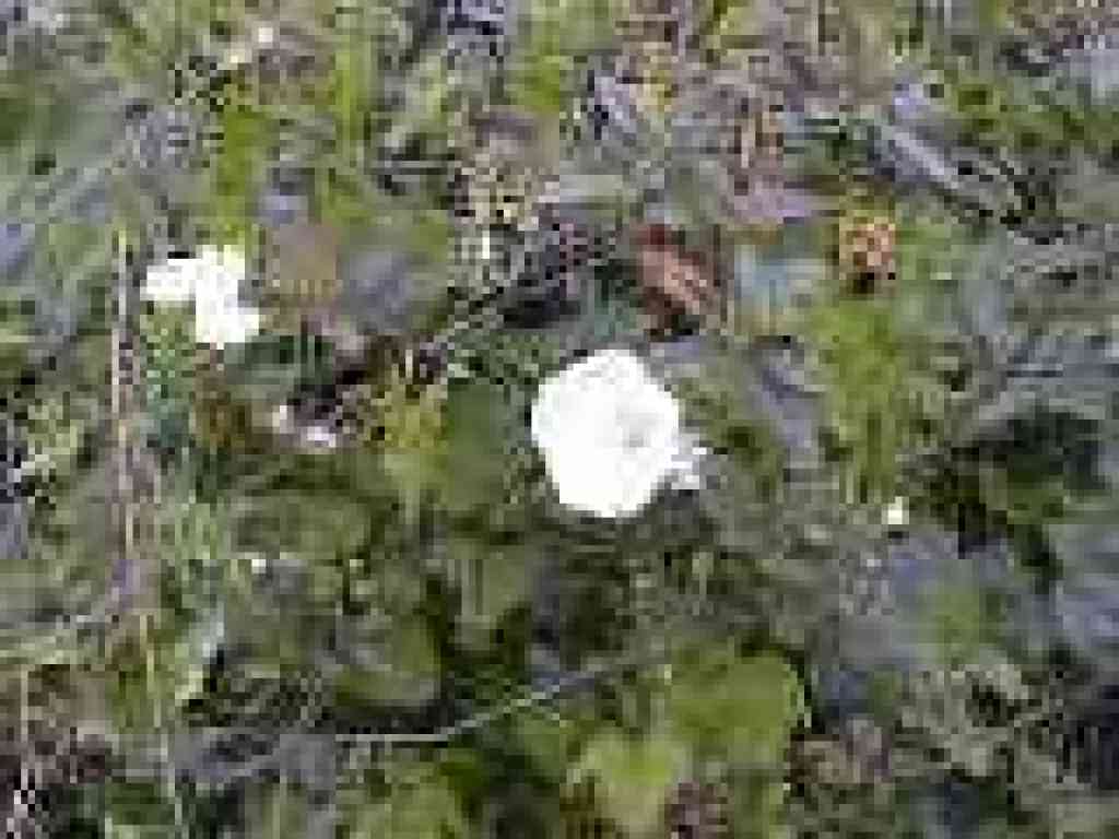 Bindweed