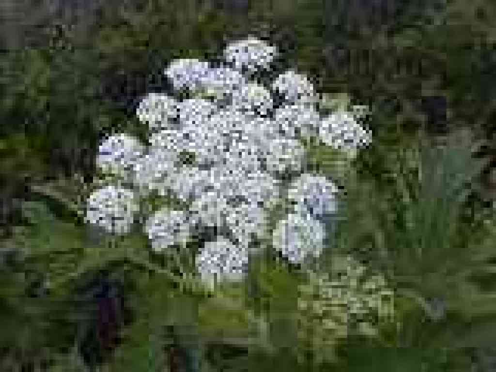 Cow parsnip