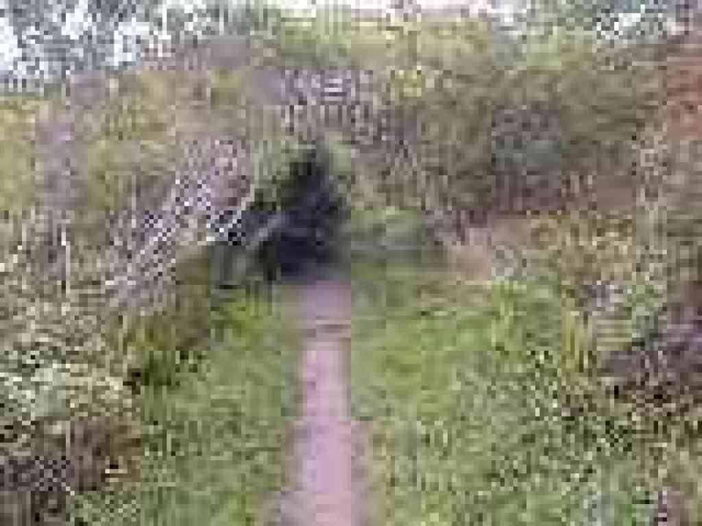 Looking back through a thicket