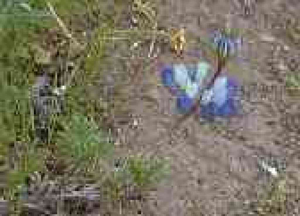 Lupine