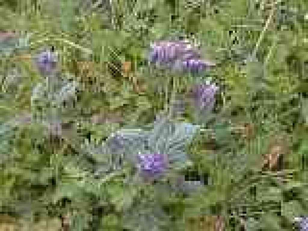 Scorpionweed