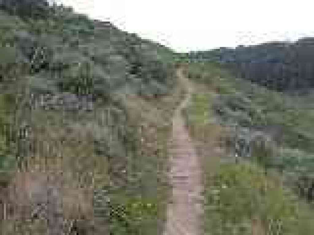 Through sagebrush