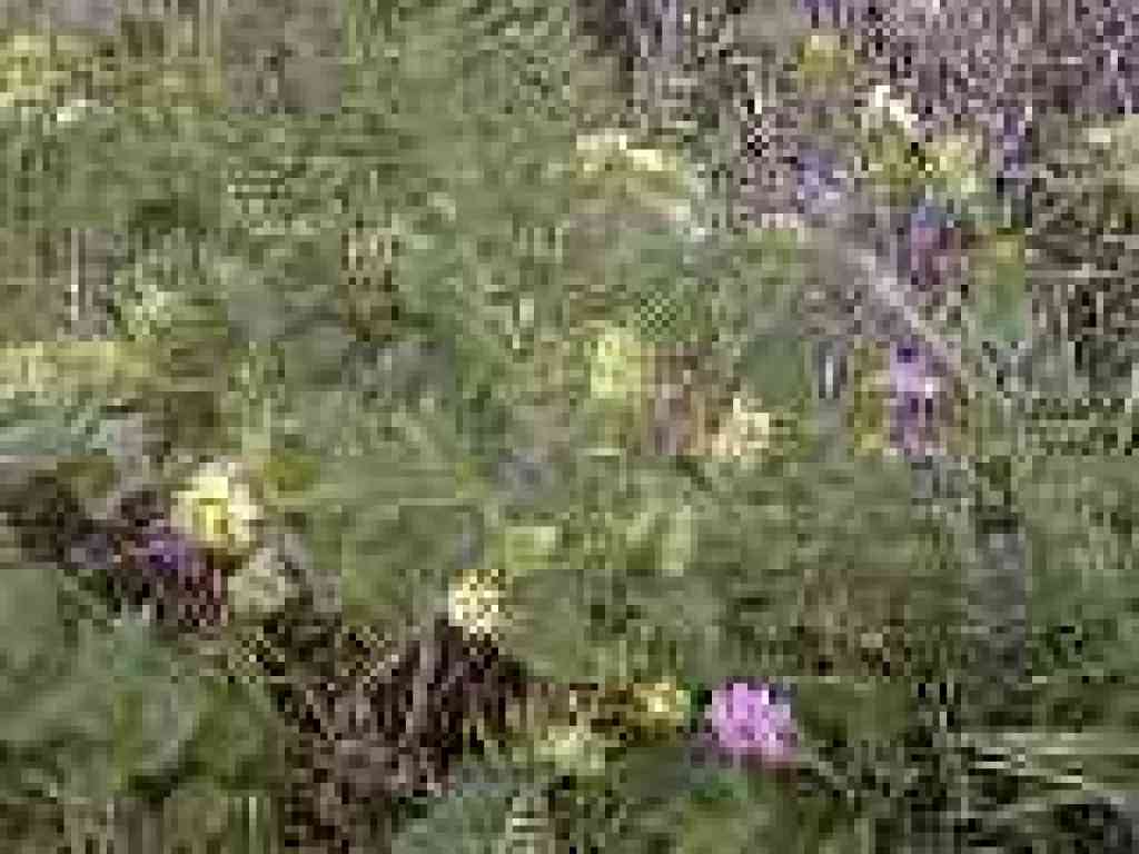 Cinquefoil and checkerblooms