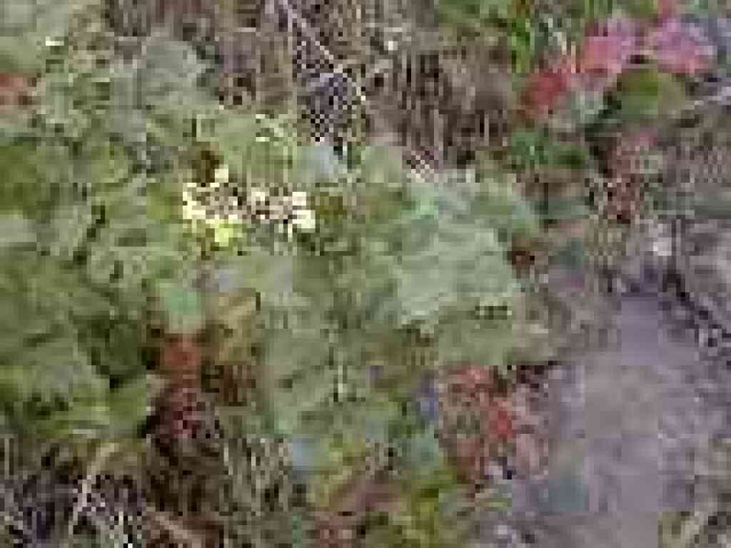 Oregon grape