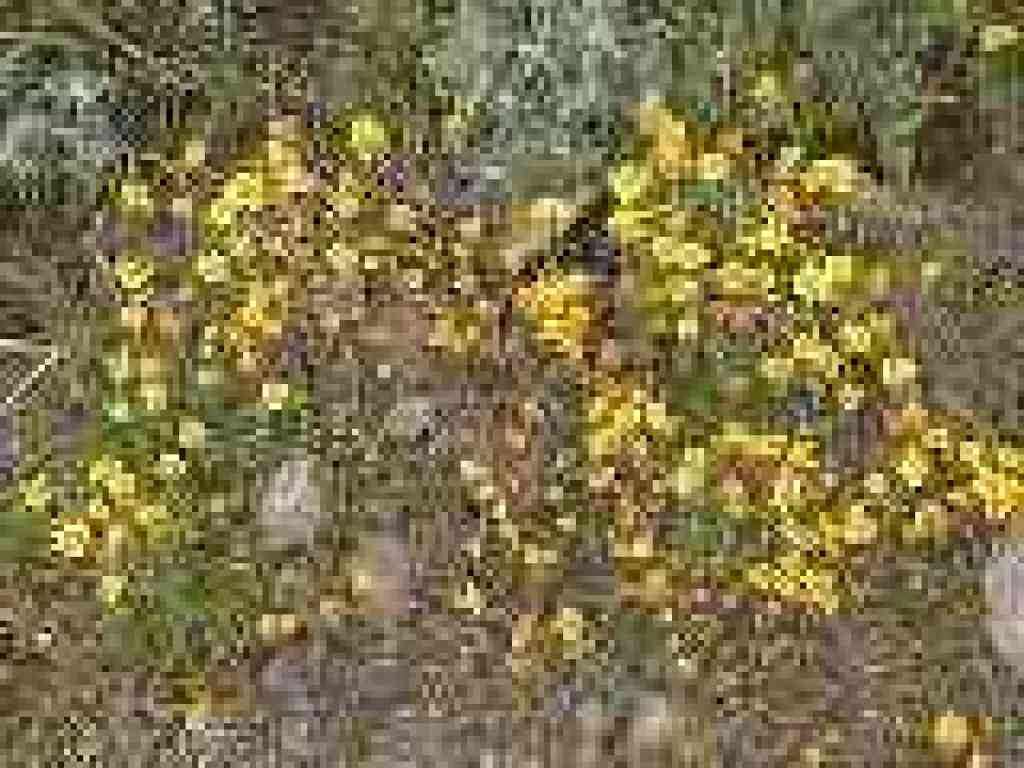 Goldenfields