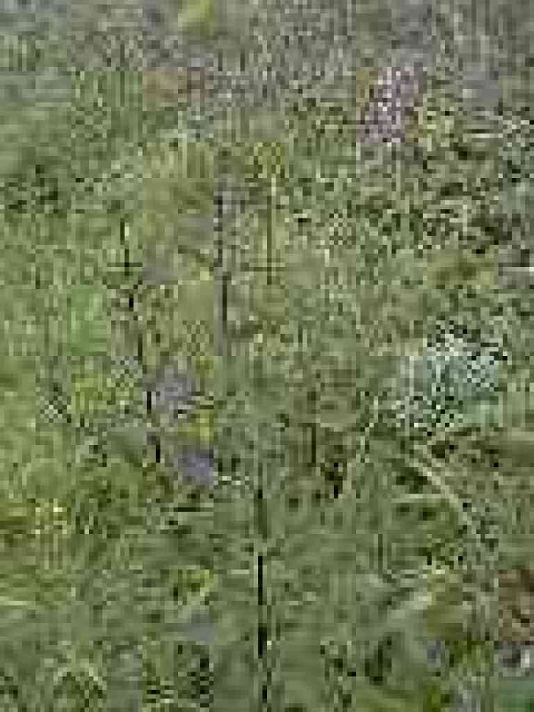 Figwort