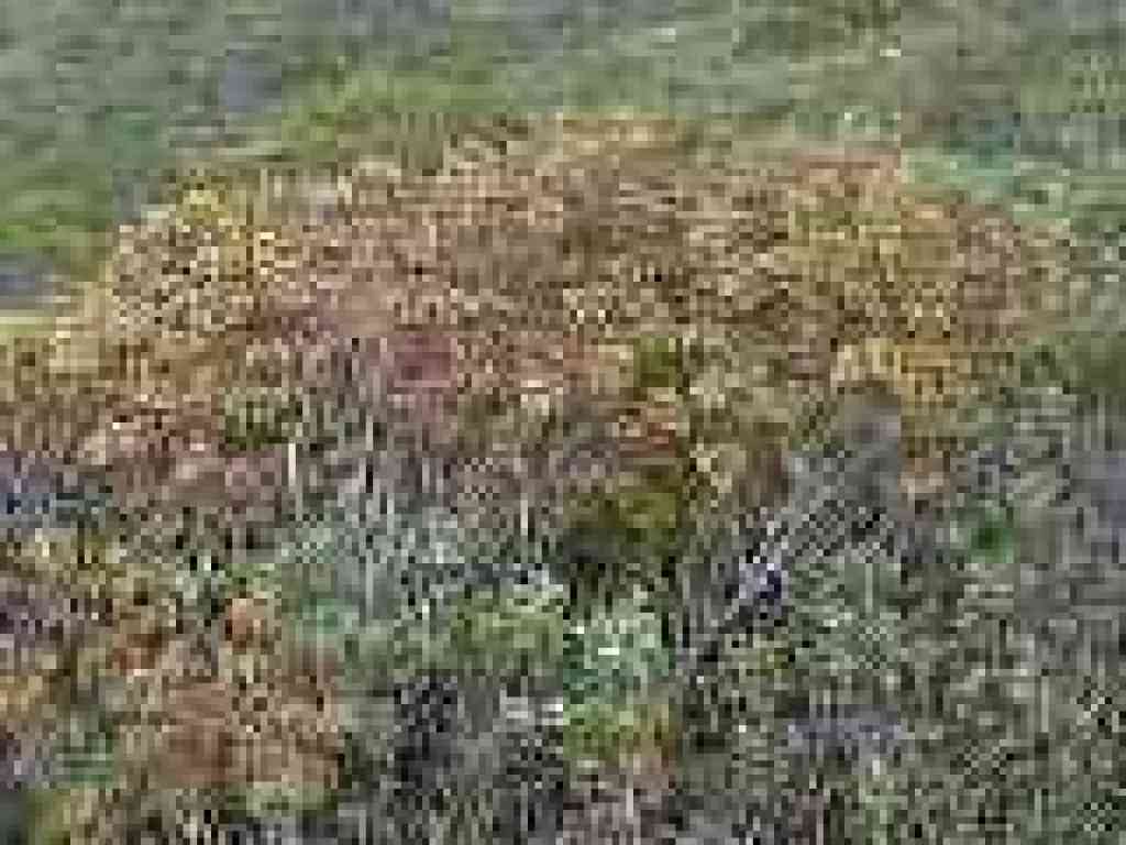 Poison oak