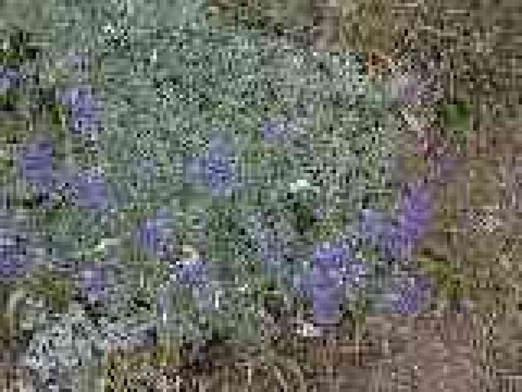 Lupine