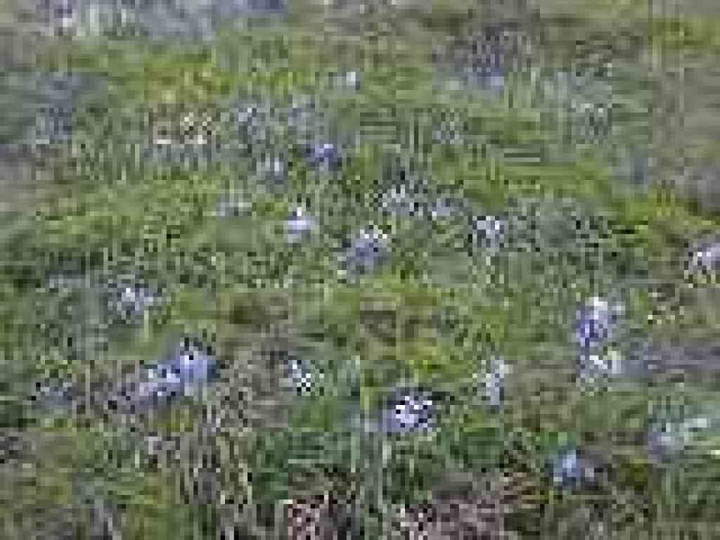 Irises
