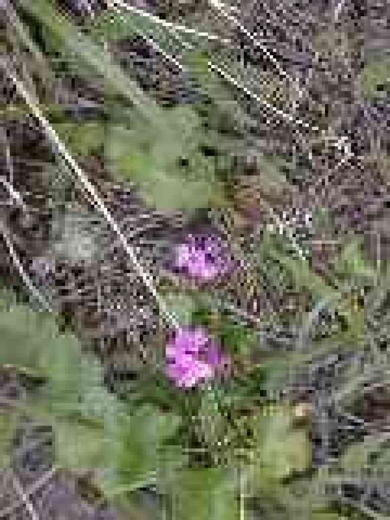 Pink flowers