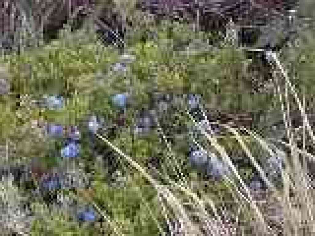 Ceanothus