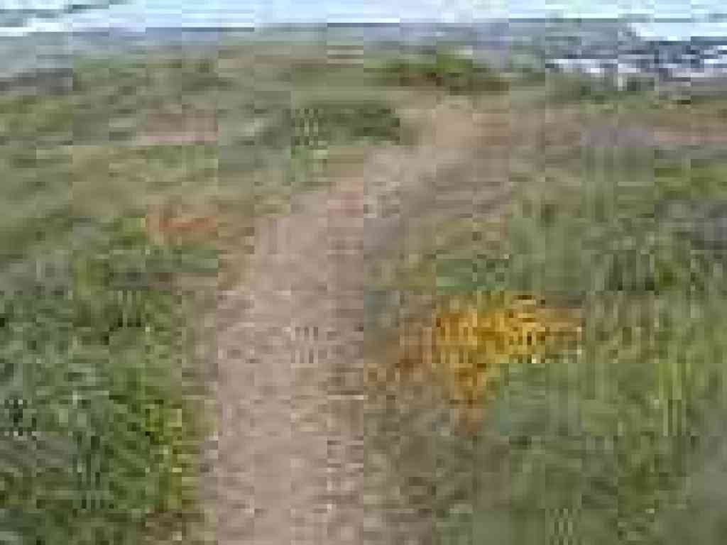 Patch of goldenfields