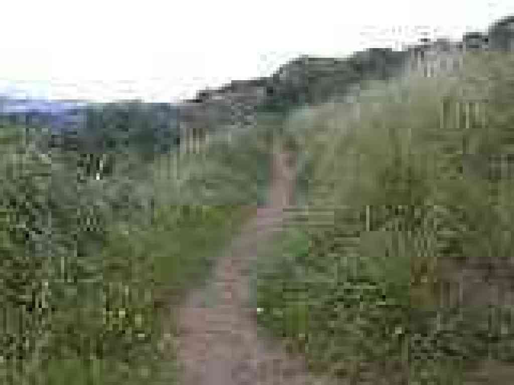 Dairy Ravine Trail