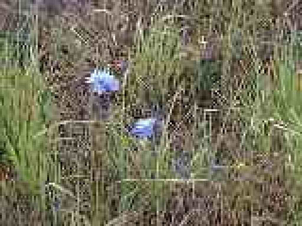 Blue dicks