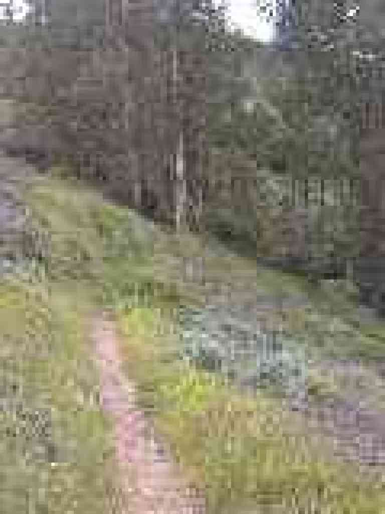 Near eucalyptus