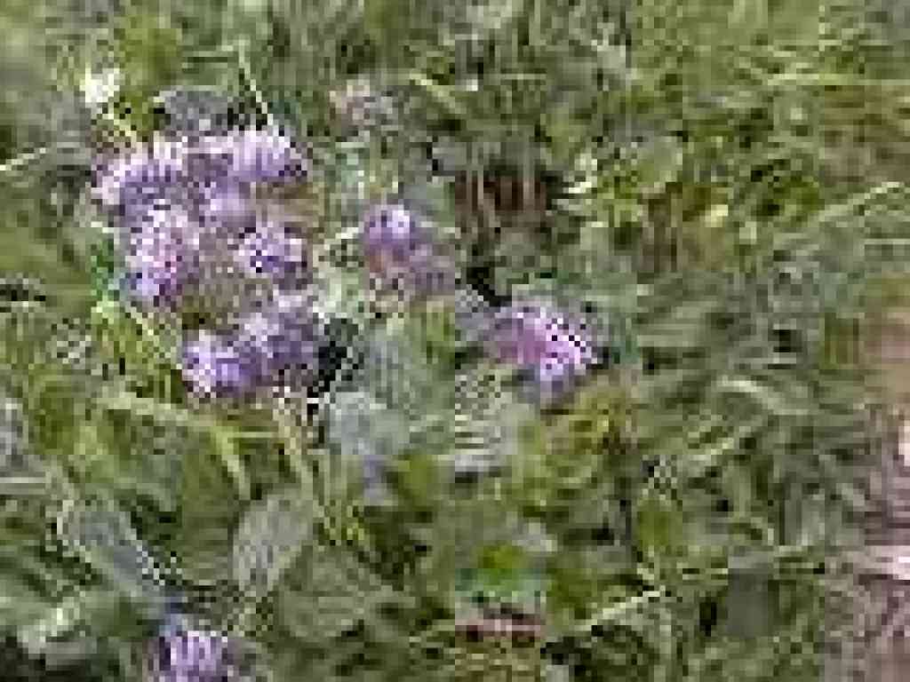 Scorpionweed