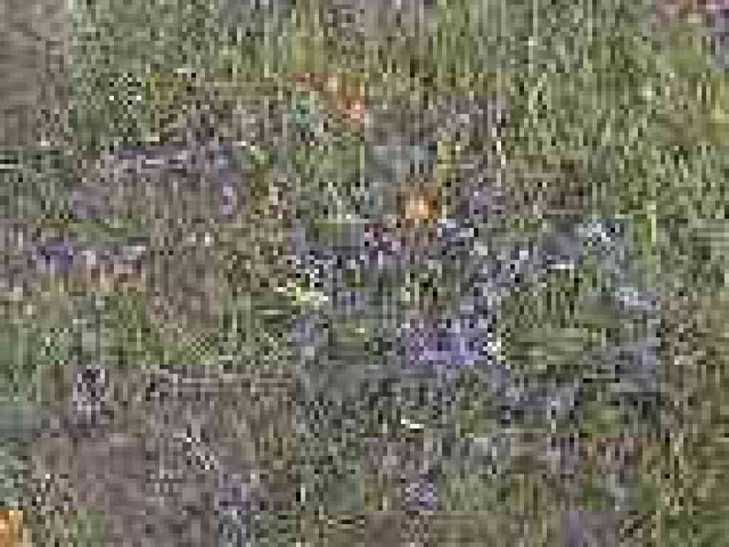 Blue-eyed grass