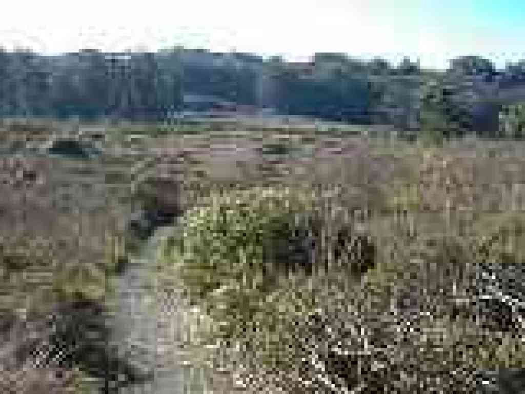 Bog Trail
