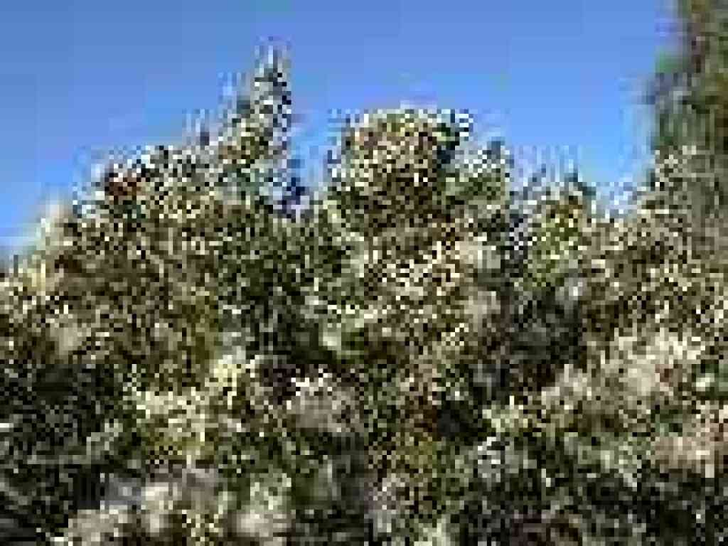 Coyote brush