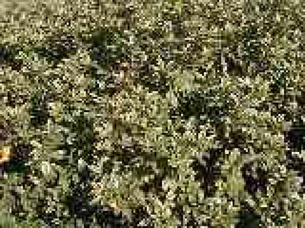 Coffeeberry