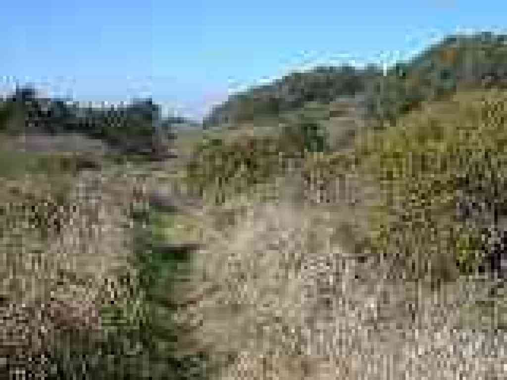 Lots of birds through here