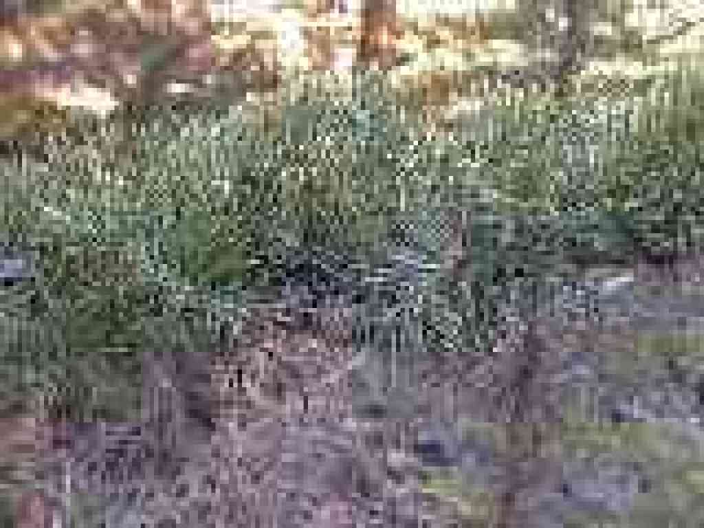 Cypress