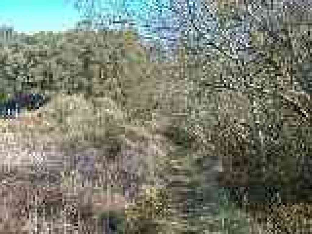 Willows
