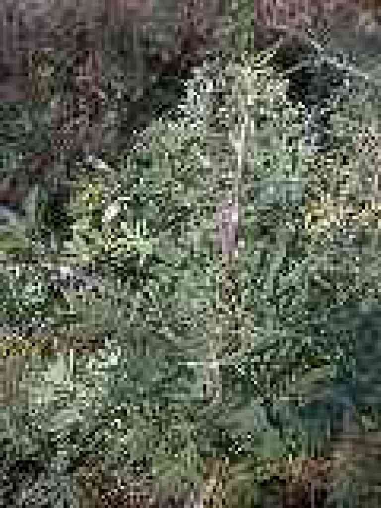 Lupine