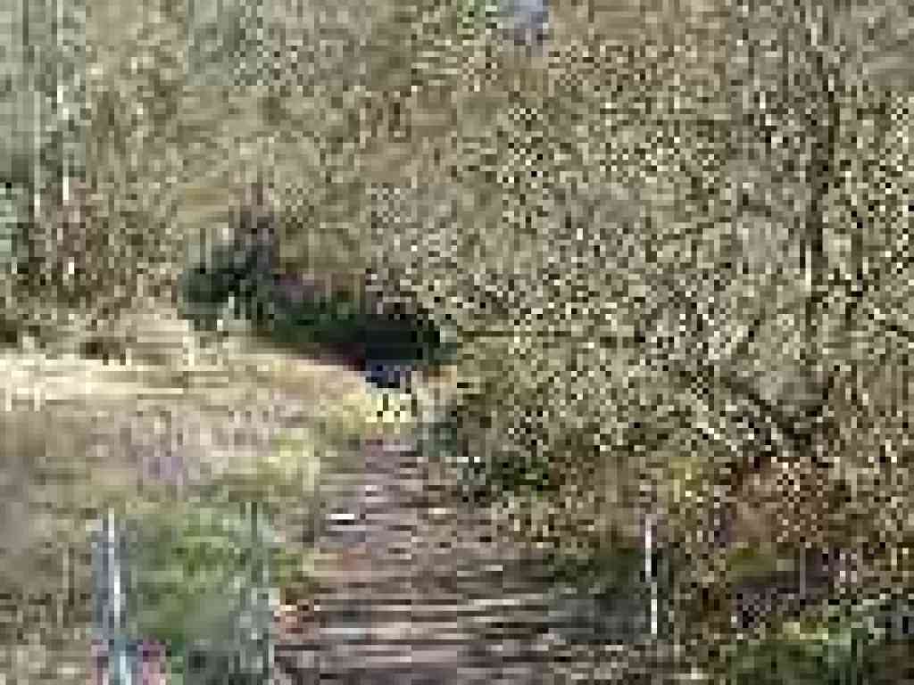 Bog Trail