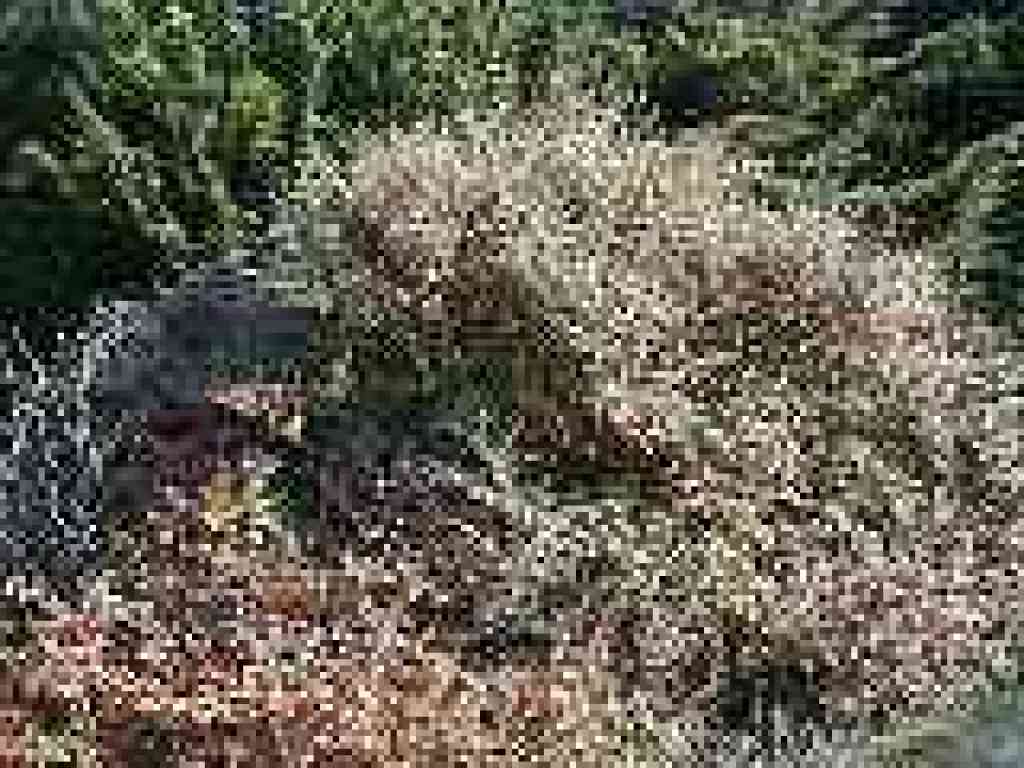 Cotoneaster