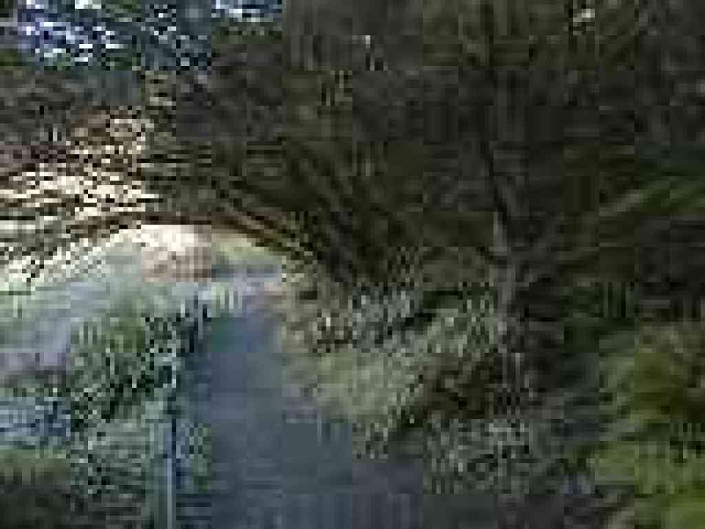 Under cypress