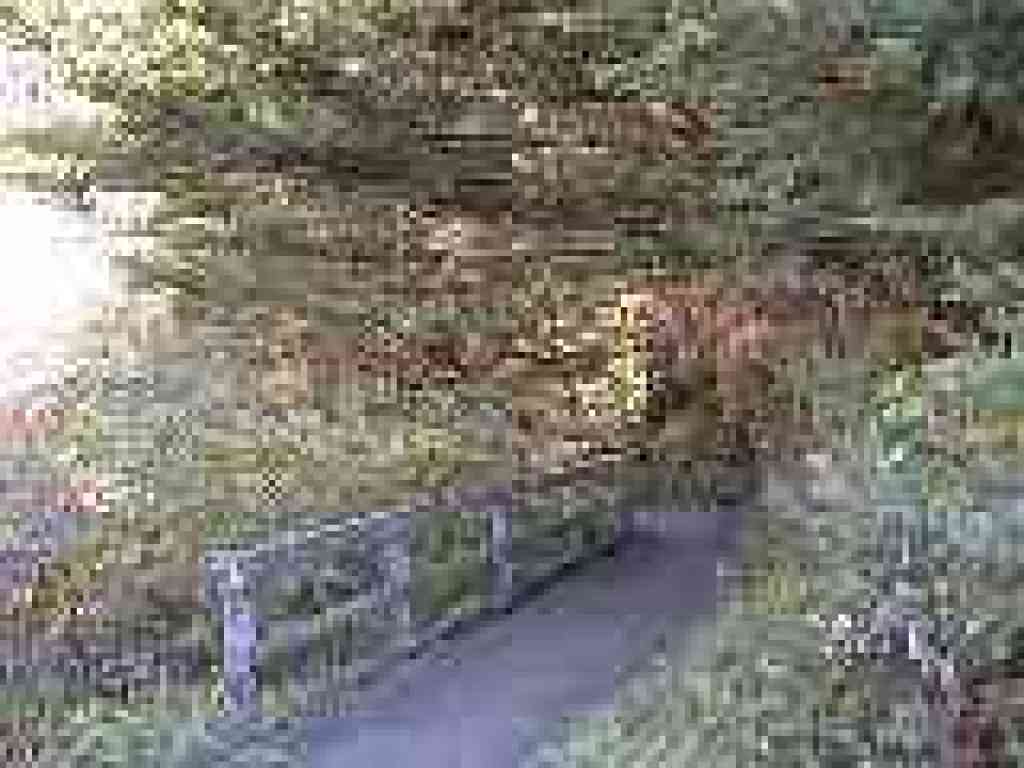 Bog Trail